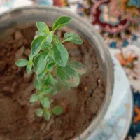 نشای گیاهان دارویی با  تضمین خرید مشاوره رایگان