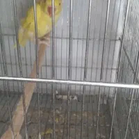 طوطی ملنگوزرد|پرنده|بیرجند, |دیوار