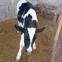 فروش گوساله نر