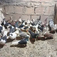 تعدادی رنگی خوب ضده خوردی شلاغ خورده ه ک