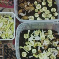 حلزون آلبینو|خزنده|بندرعباس, |دیوار