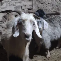 دو عدد گیسک ماده و یک عدد بز جوان|حیوانات مزرعه|مریوان, |دیوار