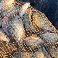 ماهی تیلاپیا