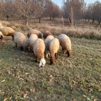 گوسفد|حیوانات مزرعه|اشنویه, |دیوار