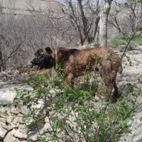 سگ افقان|سگ|شیروان (خراسان), |دیوار