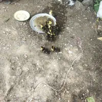 جوجه اردک اسرائیلی