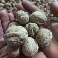 اسباب بازی|اسباب‌بازی بچه|گناباد, |دیوار