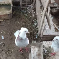 رنگی|پرنده|گنبد کاووس, |دیوار