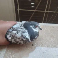 جوجه کبوتر