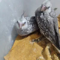 عروس هلندی|پرنده|پیشوا, |دیوار