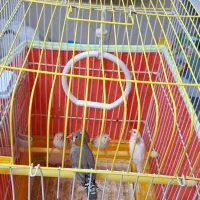 قناری سهره یاسمین گرینچیک قفس|پرنده|تهران, گرگان|دیوار