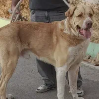 سگ پژدر عراقی