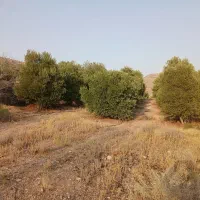 فروش قصر سبز|فروش زمین و ملک کلنگی|شیراز, باغشهر قصر سبز|دیوار