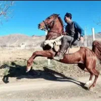 آموزش سوارکاری جانان از مبتدی تا حرفه ای