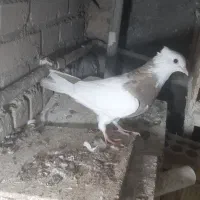 دوعدد جوجه طوقی هفت رنگ