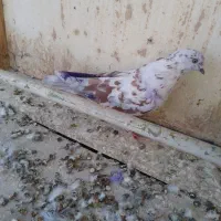 کفتر و کبوتر پرشی|پرنده|محمدشهر, عباس آباد|دیوار