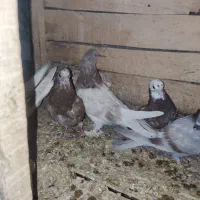 جوجه بوم ندیده