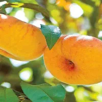 باغبانی ومحوطه سازی وجدول کاری باغچه ها