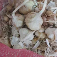 حبوبات  سیر همدان  ۱۰۰  درجه یک به شرط پ|خوردنی و آشامیدنی|تهران, یافت آباد جنوبی|دیوار