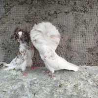 شامپیون درجه یک|پرنده|اصفهان, ارغوانیه|دیوار