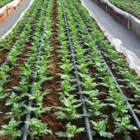 لوله قطره ای|خدمات پیشه و مهارت|بهبهان, |دیوار