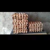 توزیع تخم مرغ عمده|خوردنی و آشامیدنی|زنجان, |دیوار