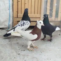 کبوتر|پرنده|شیراز, کوشک میدان|دیوار