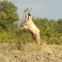 میش آبستن و یک دوبر وقوچ