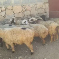 میش داشتی|حیوانات مزرعه|شیراز, بازار|دیوار