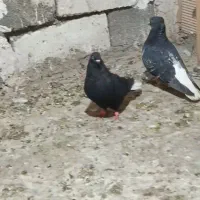 جفت نر و ماده دم سفید
