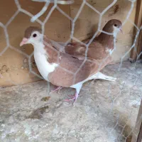 کبوتر جوانه|پرنده|تهران, مسعودیه|دیوار