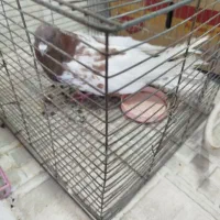 کبوتر|پرنده|مرند, |دیوار