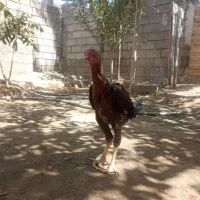 جوجه مرغ وخروس|حیوانات مزرعه|میاندوآب, |دیوار