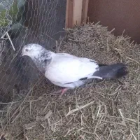 دومسبز جوجه