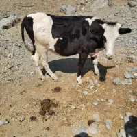 گاو شیری هولشتاین