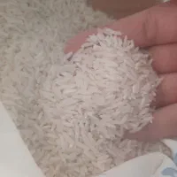 برنج ایرانی علی کاظمی طارم فجر و شوینده|خوردنی و آشامیدنی|کرج, ساسانی (قلمستان)|دیوار