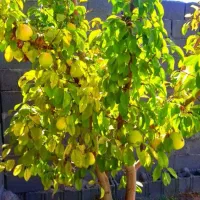 باغ ۹۰۰متری در منطقه خوش آب و هوای گوارشک