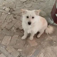 سگ پاکوتاه نر