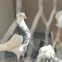 جفت طوقی نر و ماده درجه یک الما سی و زرد