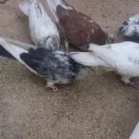 فروش تعدادی کبوتر نروماده جوجه