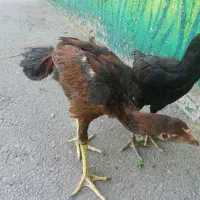 مرغ و خروس اصیل لاری|حیوانات مزرعه|تهران, شهرک امام خمینی|دیوار