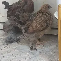 جوجه نیمچه برهما اصیل