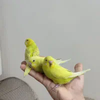 پنجتا تا مرغ عشق خونگی