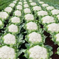 فروش-1-هکتار-زمین-کشاورزی-در-شهر-ترکالکی