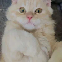 فروش بچه گربه نر پرشین اصیل