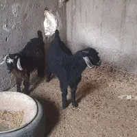 دوتاکهره جملزا