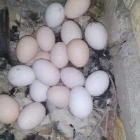 ۳۰ عدد تخم مرغ محلی ارگانیک