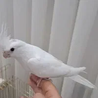 عروس هلندی آلبینو