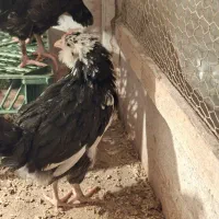 جوجه گلین ۳ماه