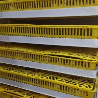 جوجه یک روزه